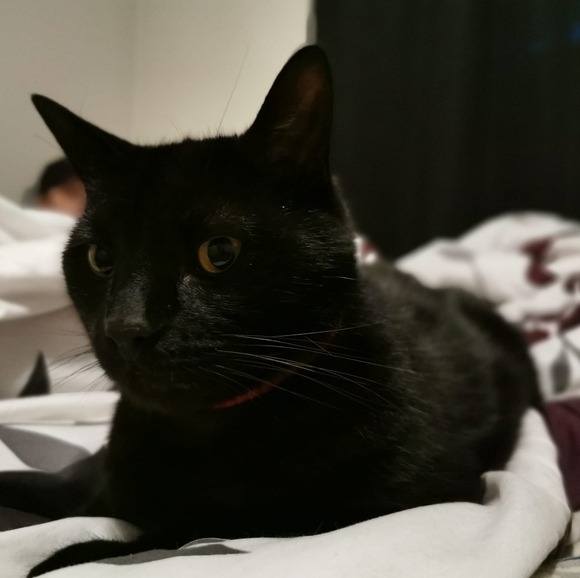 Meet your Posher, Ash - Picture 1 of 1